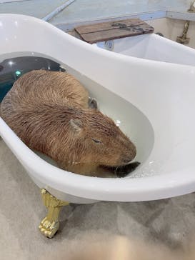 アニタッチみなとみらいに投稿された画像（2023/9/3）