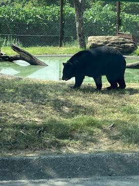 群馬サファリパークに投稿された画像（2023/9/3）