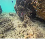 武藤潜水に投稿された画像（2023/9/3）