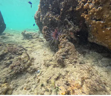 武藤潜水に投稿された画像（2023/9/3）