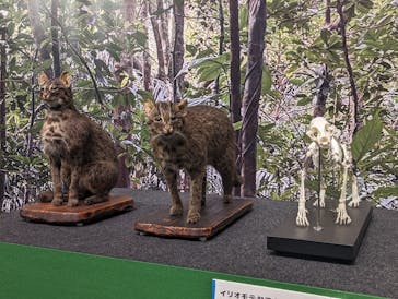 特別展「ネコ」 ～にゃんと！クールなハンターたち～に投稿された画像（2023/9/3）