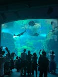 新江ノ島水族館に投稿された画像（2023/9/3）