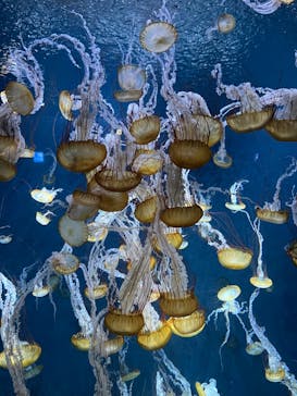 新江ノ島水族館に投稿された画像（2023/9/3）