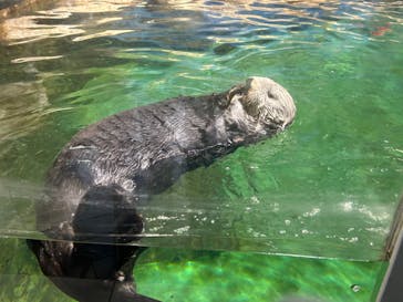 マリンワールド海の中道に投稿された画像（2023/9/3）