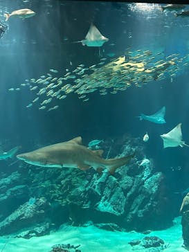 マリンワールド海の中道に投稿された画像（2023/9/3）