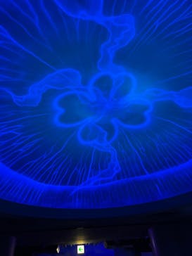 新江ノ島水族館に投稿された画像（2023/9/3）