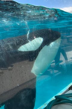 鴨川シーワールドに投稿された画像（2023/9/2）