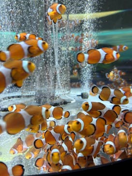 鴨川シーワールドに投稿された画像（2023/9/2）