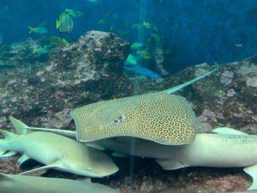 鴨川シーワールドに投稿された画像（2023/9/2）