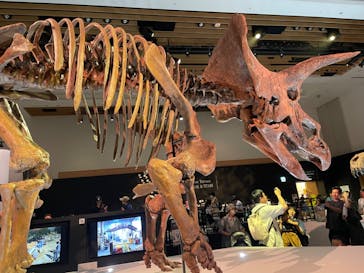 DinoScience 恐竜科学博 2023@TOKYO MIDTOWNに投稿された画像（2023/9/3）