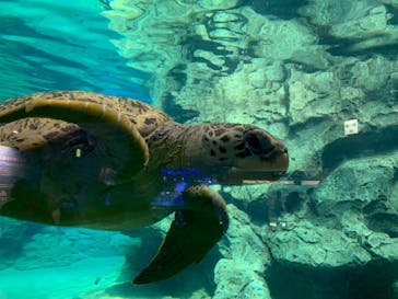 名古屋港水族館に投稿された画像（2023/9/3）