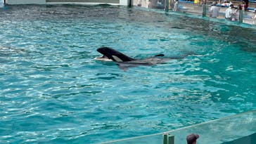 鴨川シーワールドに投稿された画像（2023/9/3）