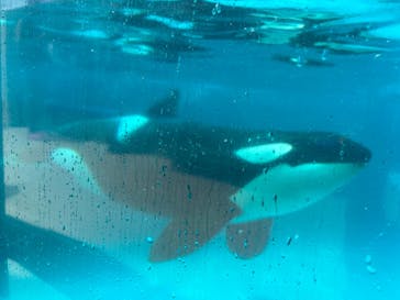 鴨川シーワールドに投稿された画像（2023/9/3）