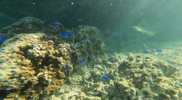 武藤潜水に投稿された画像（2023/9/3）