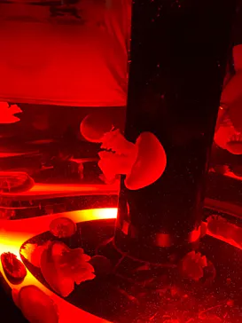 マクセル アクアパーク品川に投稿された画像（2023/9/3）