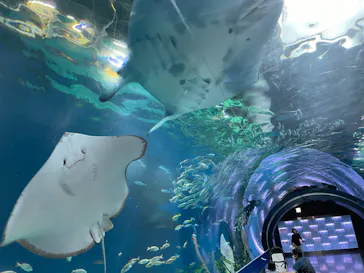 マクセル アクアパーク品川に投稿された画像（2023/9/3）