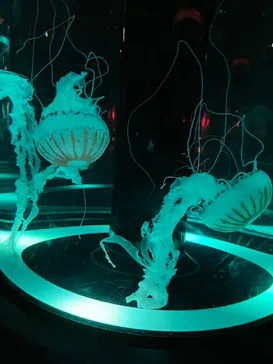 マクセル アクアパーク品川に投稿された画像（2023/9/3）