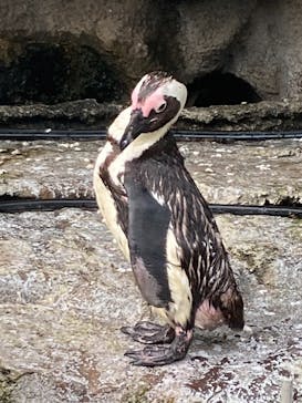 サンシャイン水族館に投稿された画像（2023/9/3）