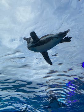 サンシャイン水族館に投稿された画像（2023/9/3）