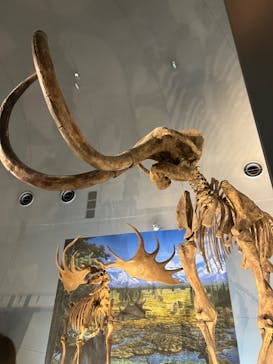 福井県立恐竜博物館に投稿された画像（2023/9/3）