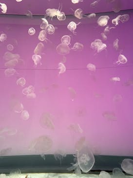 アクアワールド茨城県大洗水族館に投稿された画像（2023/9/3）