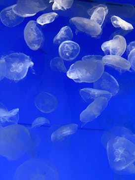 アクアワールド茨城県大洗水族館に投稿された画像（2023/9/3）