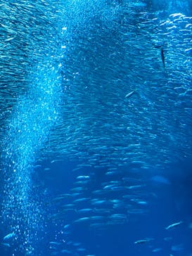 アクアワールド茨城県大洗水族館に投稿された画像（2023/9/3）