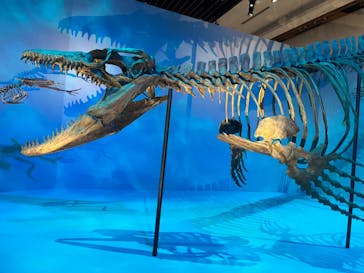 DinoScience 恐竜科学博 2023@TOKYO MIDTOWNに投稿された画像（2023/9/3）