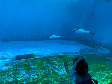仙台うみの杜水族館に投稿された画像（2023/9/3）