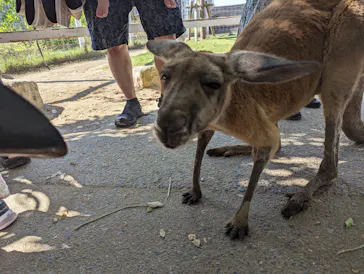 神戸どうぶつ王国に投稿された画像（2023/9/3）