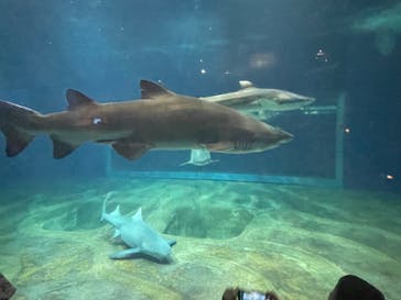 アクアワールド茨城県大洗水族館に投稿された画像（2023/9/3）