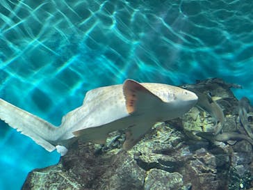 アクアワールド茨城県大洗水族館に投稿された画像（2023/9/3）