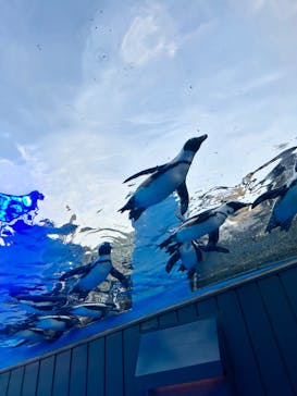 サンシャイン水族館に投稿された画像（2023/9/3）