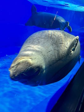 サンシャイン水族館に投稿された画像（2023/9/3）