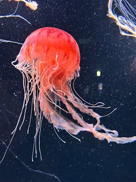 サンシャイン水族館に投稿された画像（2023/9/3）