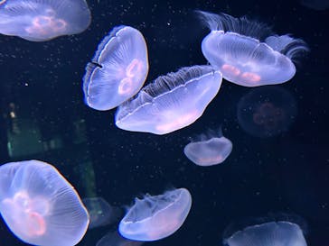 サンシャイン水族館に投稿された画像（2023/9/3）