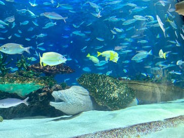 サンシャイン水族館に投稿された画像（2023/9/3）