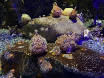 新江ノ島水族館に投稿された画像（2023/9/3）