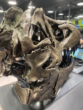 福井県立恐竜博物館に投稿された画像（2023/9/3）