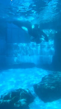 名古屋港水族館に投稿された画像（2023/9/3）