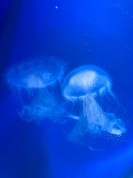 新江ノ島水族館に投稿された画像（2023/9/3）