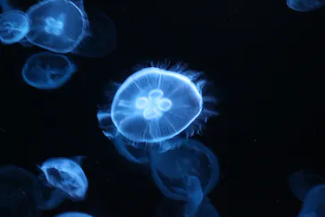 すみだ水族館に投稿された画像（2023/9/3）