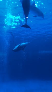 名古屋港水族館に投稿された画像（2023/9/3）