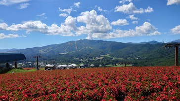 ひるがのピクニックガーデンに投稿された画像（2023/9/3）