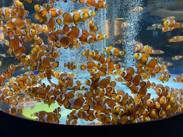 鴨川シーワールドに投稿された画像（2023/9/3）