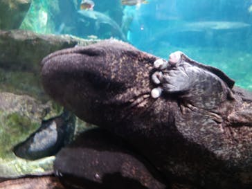 京都水族館に投稿された画像（2023/9/3）