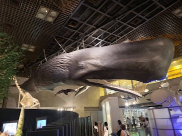 国立科学博物館に投稿された画像（2023/9/3）