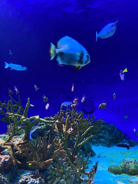 新江ノ島水族館に投稿された画像（2023/9/3）