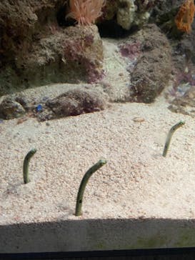 新江ノ島水族館に投稿された画像（2023/9/3）