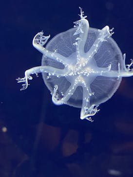 新江ノ島水族館に投稿された画像（2023/9/3）